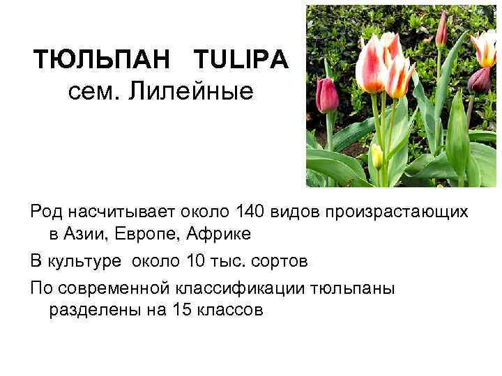 ТЮЛЬПАН TULIPA сем. Лилейные Род насчитывает около 140 видов произрастающих в Азии, Европе, Африке