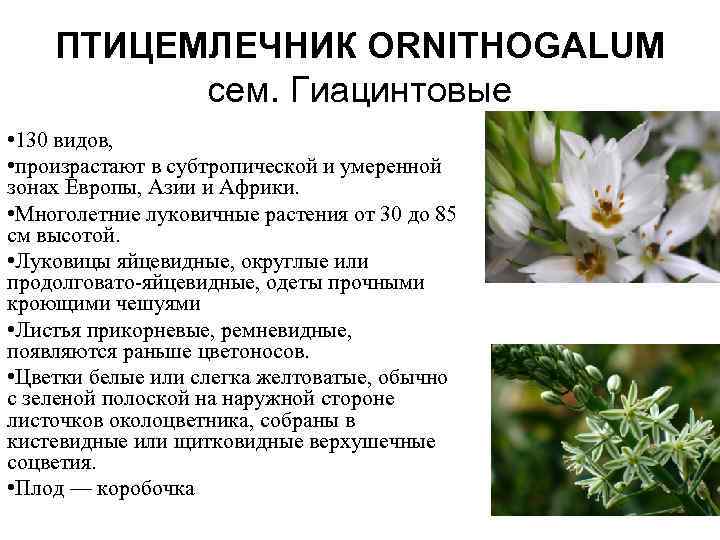 ПТИЦЕМЛЕЧНИК ORNITHOGALUM сем. Гиацинтовые • 130 видов, • произрастают в субтропической и умеренной зонах