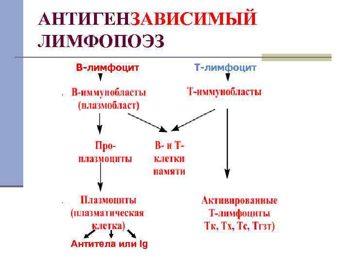 АНТИГЕНЗАВИСИМЫЙ ЛИМФОПОЭЗ В-лимфоцит Антитела или Ig Т-лимфоцит 