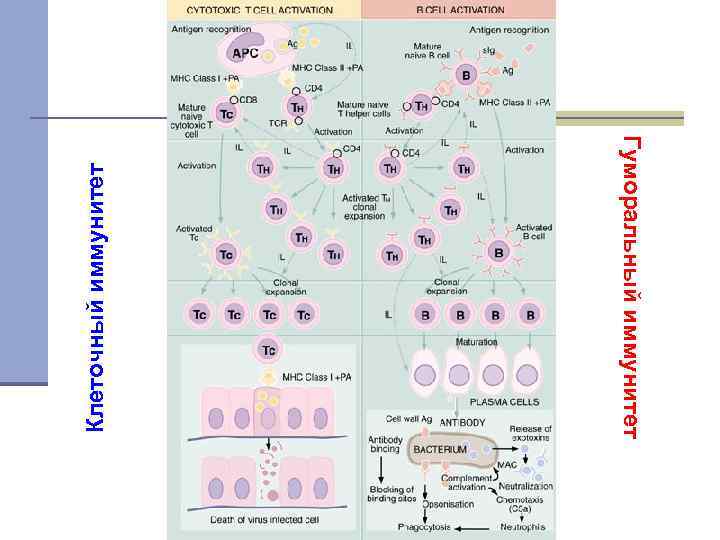 Клеточный иммунитет Гуморальный иммунитет 