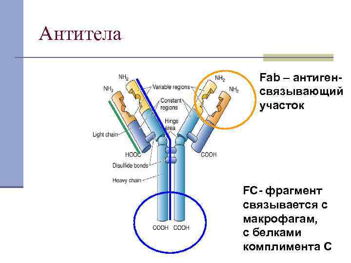 Антитела Fab – антигенсвязывающий участок FC- фрагмент связывается с макрофагам, с белками комплимента С