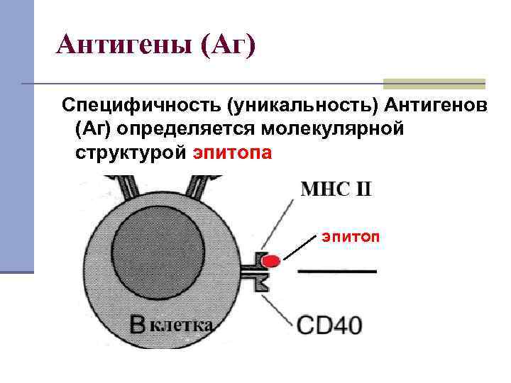 Антигены (Аг) Специфичность (уникальность) Антигенов (Аг) определяется молекулярной структурой эпитопа эпитоп 