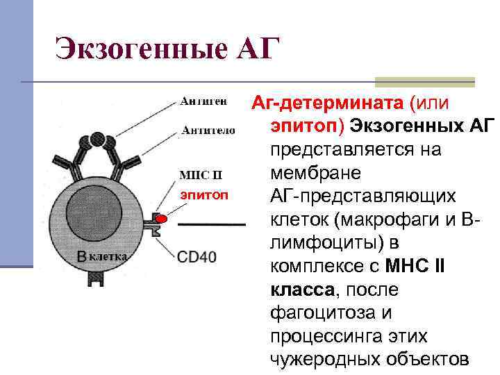 Экзогенные АГ эпитоп Аг-детермината (или эпитоп) Экзогенных АГ представляется на мембране АГ-представляющих клеток (макрофаги