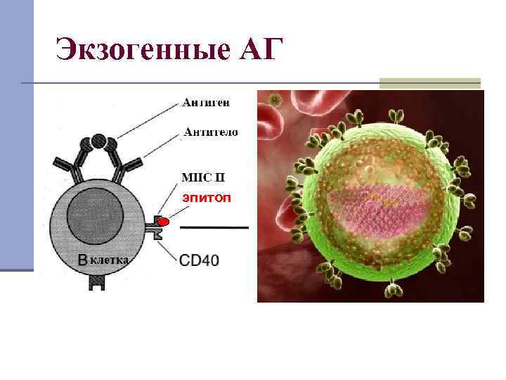 Экзогенные АГ эпитоп 