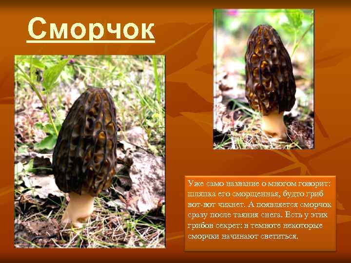 Сморчок Уже само название о многом говорит: шляпка его сморщенная, будто гриб вот-вот чихнет.