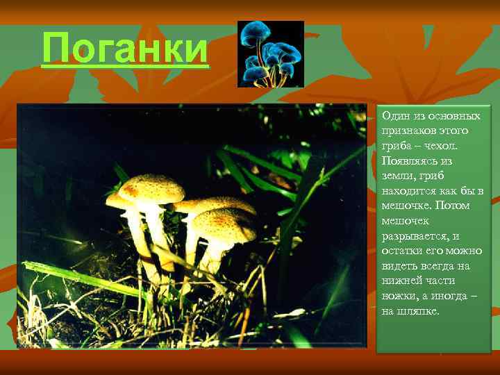 Поганки Один из основных признаков этого гриба – чехол. Появляясь из земли, гриб находится