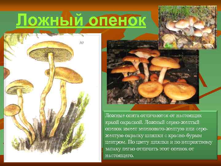 Ложный опенок Ложные опята отличаются от настоящих яркой окраской. Ложный серно-желтый опенок имеет зеленовато-желтую