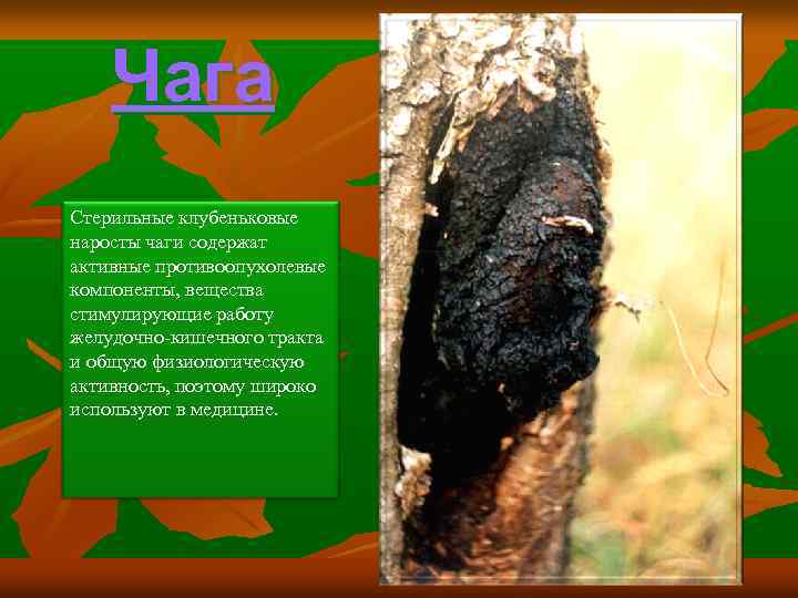 Чага Стерильные клубеньковые наросты чаги содержат активные противоопухолевые компоненты, вещества стимулирующие работу желудочно-кишечного тракта