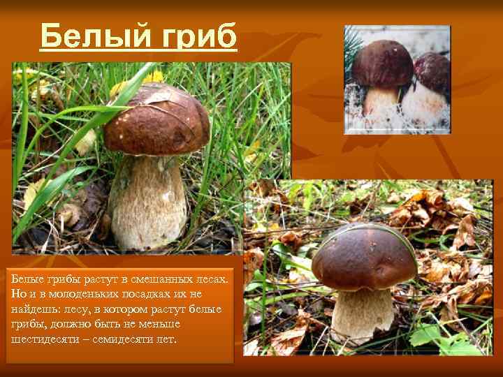 Белый гриб Белые грибы растут в смешанных лесах. Но и в молоденьких посадках их