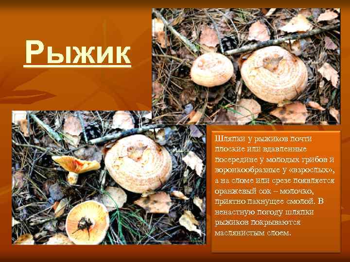 Рыжик Шляпки у рыжиков почти плоские или вдавленные посередине у молодых грибов и воронкообразные