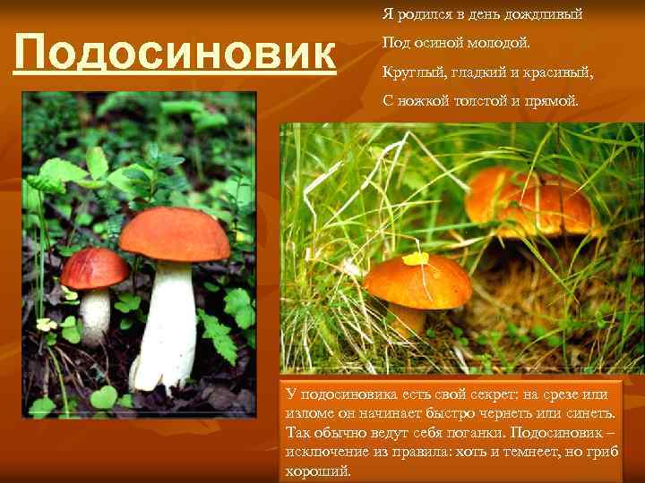 Я родился в день дождливый Подосиновик Под осиной молодой. Круглый, гладкий и красивый, С