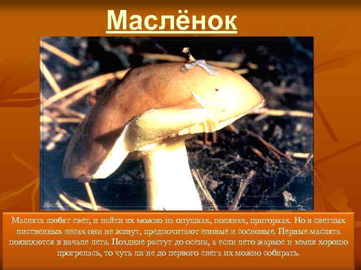 Маслёнок Маслята любят свет, и найти их можно на опушках, полянах, пригорках. Но в