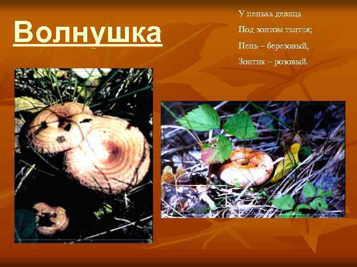 Волнушка У пенька девица Под зонтом таится; Пень – березовый, Зонтик – розовый. 