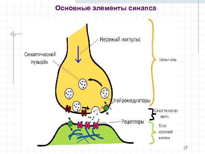 Схема электрического синапса