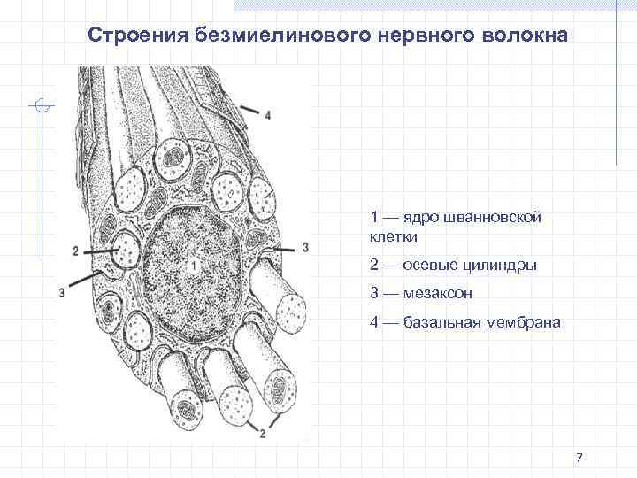 Безмиелиновые нервные волокна рисунок