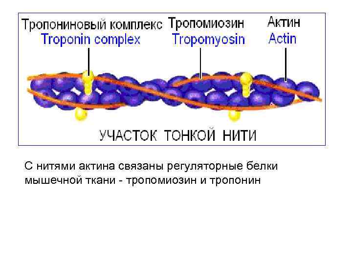 С нитями актина связаны регуляторные белки мышечной ткани - тропомиозин и тропонин 