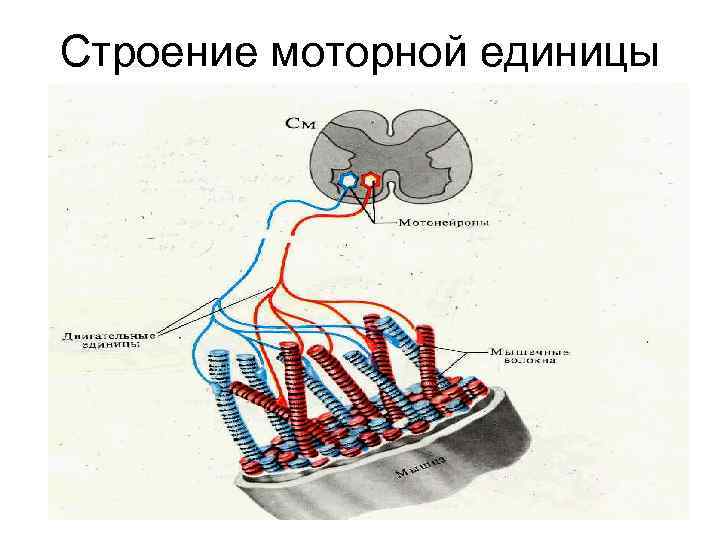 Строение моторной единицы 