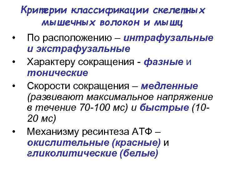 Критерии классификации скелетных мышечных волокон и мышц • • По расположению – интрафузальные и