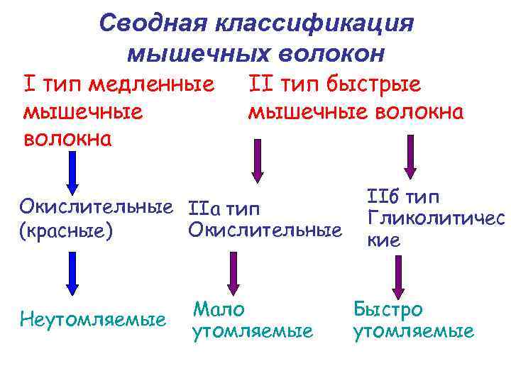 Типы мышечных волокон. Мышечные волокна 1 и 2 типа. Соотношение гликолитических и окислительных мышечных волокон. Оксидативные и гликолитические мышечные волокна.