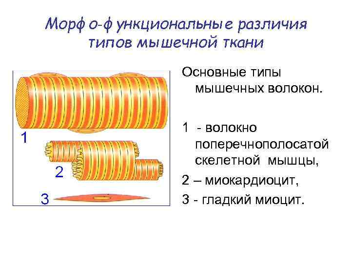 Морфо‑функциональные различия типов мышечной ткани Основные типы мышечных волокон. 1 - волокно поперечнополосатой скелетной
