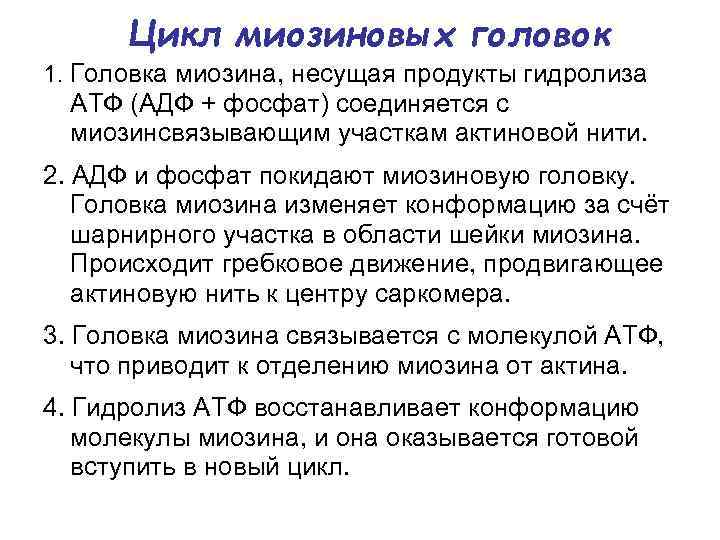Цикл миозиновых головок 1. Головка миозина, несущая продукты гидролиза АТФ (АДФ + фосфат) соединяется