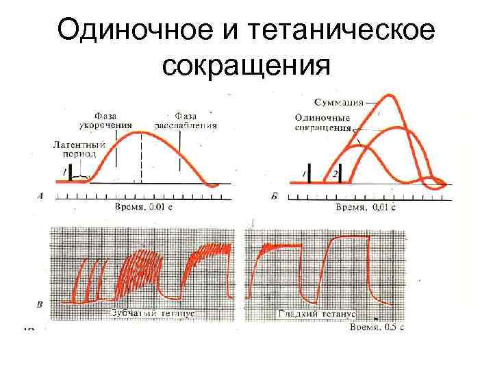 Одиночное и тетаническое сокращения 