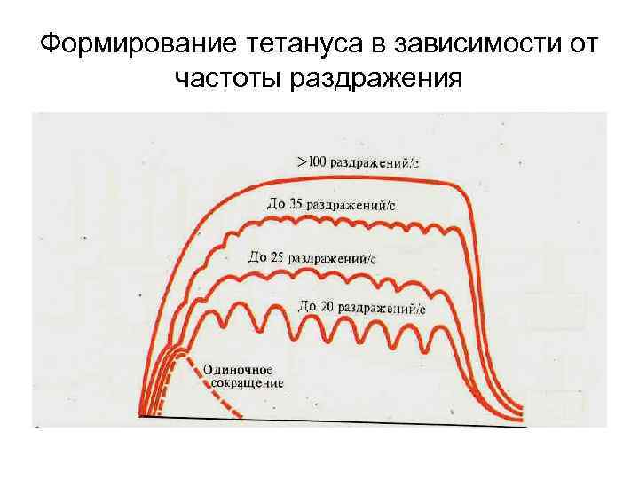 Формирование тетануса в зависимости от частоты раздражения 