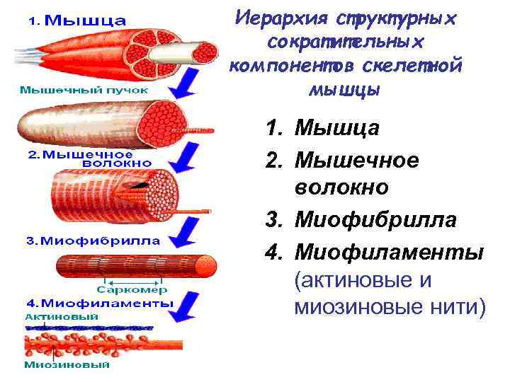 Строение локализации и общие свойства быстрых и медленных мышечных волокон презентация