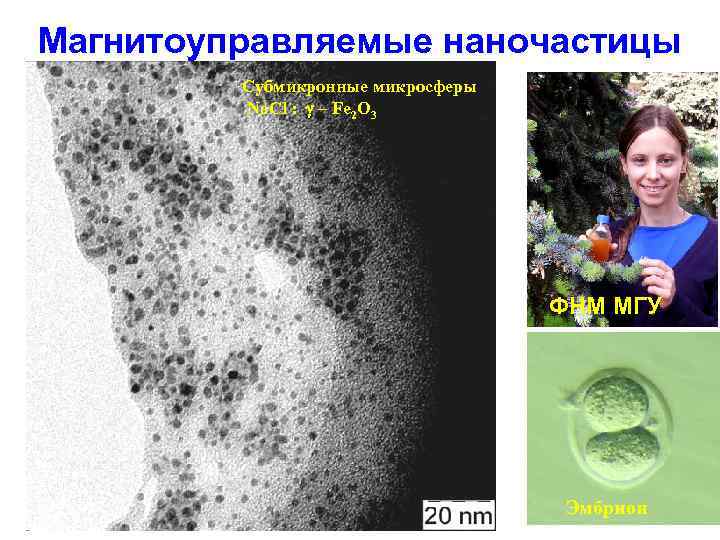Магнитоуправляемые наночастицы Субмикронные микросферы Na. Cl : – Fe 2 O 3 ФНМ МГУ