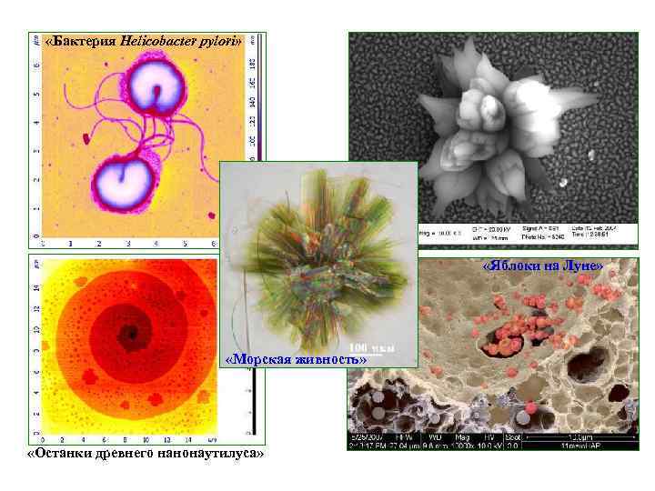  «Бактерия Helicobacter pylori» «Яблоки на Луне» «Морская живность» «Останки древнего нанонаутилуса» 