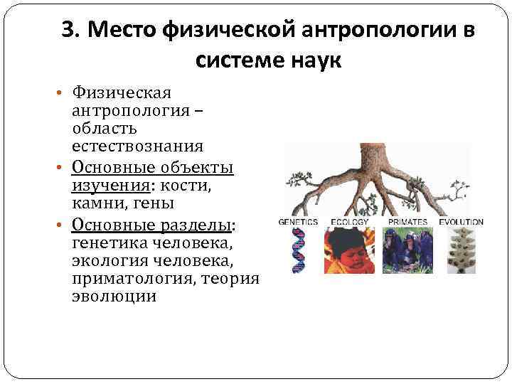 Антропология наука изучающая человека