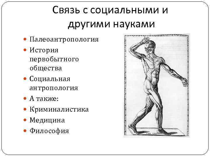 Связь с социальными и другими науками Палеоантропология История первобытного общества Социальная антропология А также: