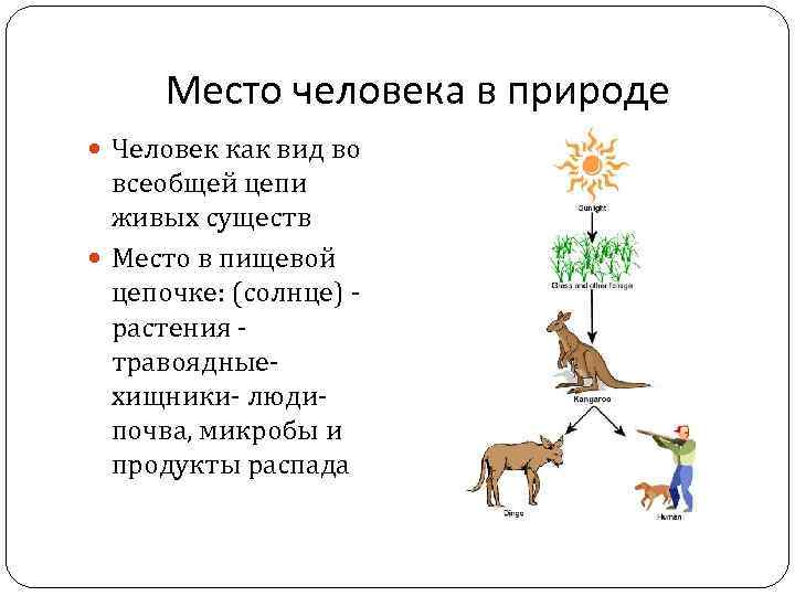 Место человека в природе Человек как вид во всеобщей цепи живых существ Место в