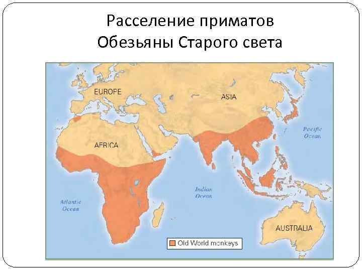 Расселение приматов Обезьяны Старого света 