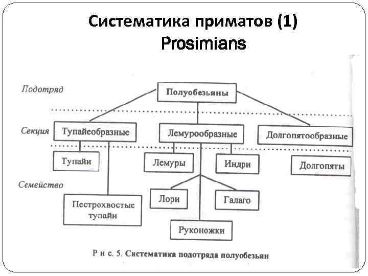 Систематика приматов (1) Prosimians 