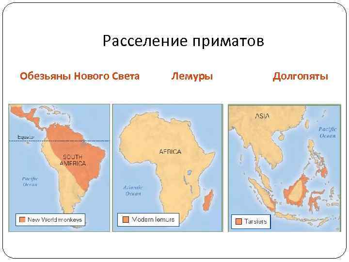 Расселение приматов Обезьяны Нового Света Лемуры Долгопяты 