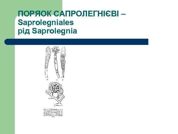 ПОРЯОК САПРОЛЕГНІЄВІ – Saprolegniales рід Saprolegnia 