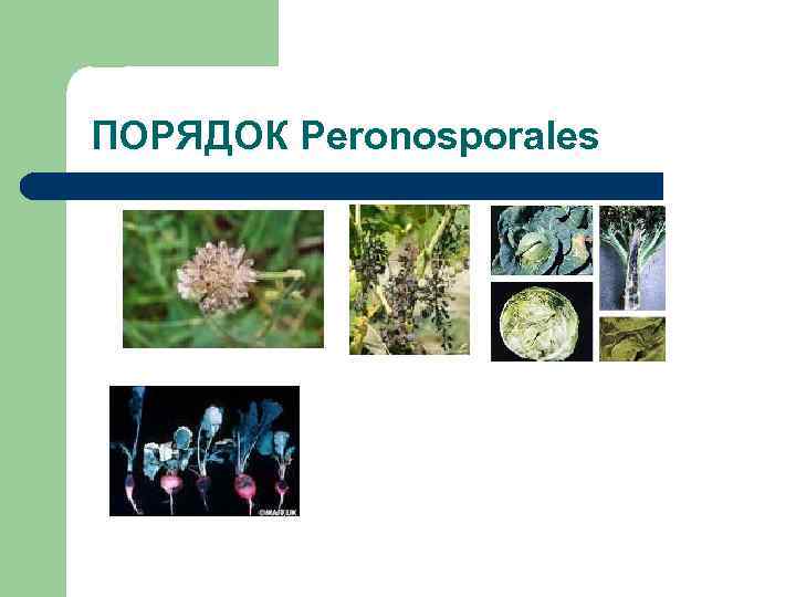 ПОРЯДОК Peronosporales 