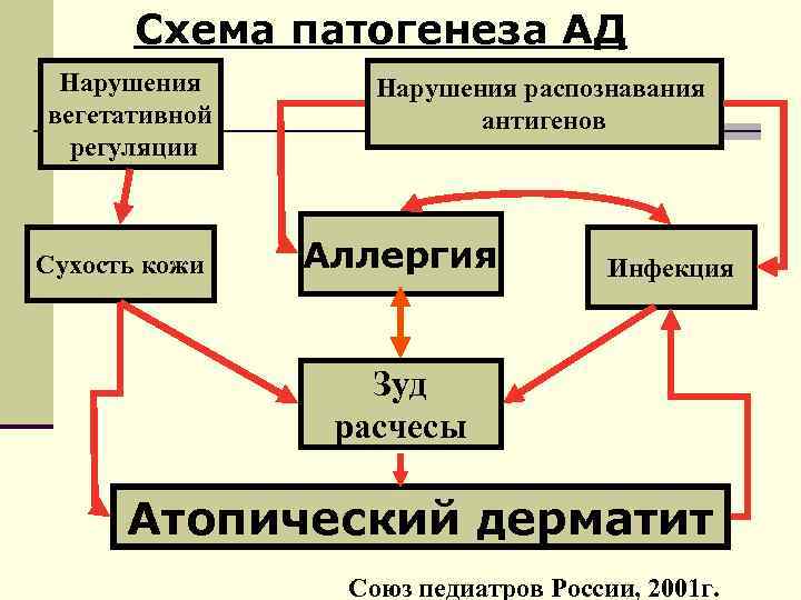 Схема патогенеза АД Нарушения вегетативной регуляции Сухость кожи Нарушения распознавания антигенов Аллергия Инфекция Зуд