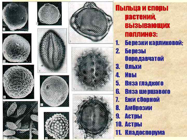 Пыльца и споры растений, вызывающих поллиноз: 1. Березки карликовой; 2. Березы бородавчатой 3. Ольхи