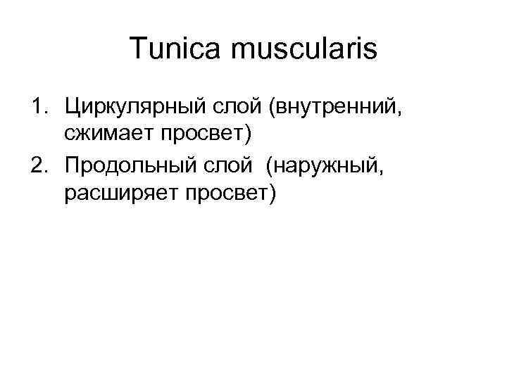 Tunica muscularis 1. Циркулярный слой (внутренний, сжимает просвет) 2. Продольный слой (наружный, расширяет просвет)