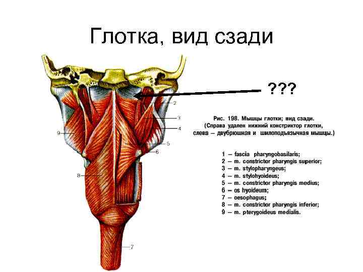 Глотка, вид сзади ? ? ? 