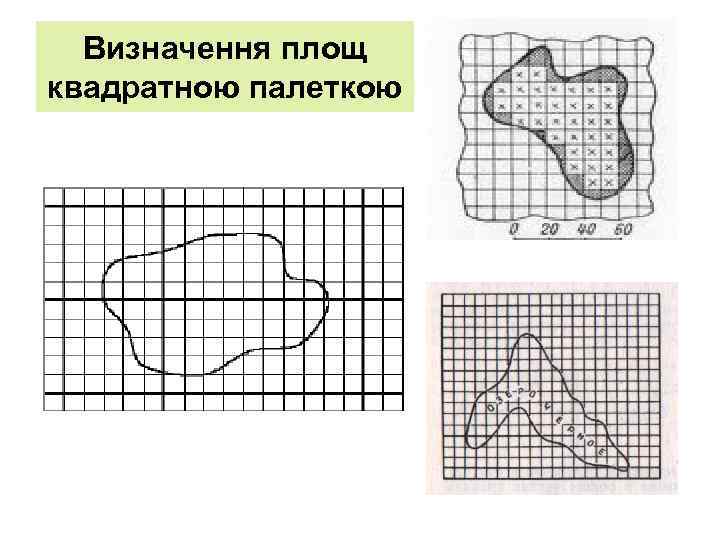 Визначення площ квадратною палеткою 