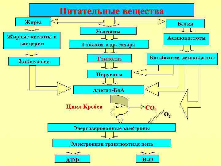 Питательные вещества Жиры Белки Углеводы Жирные кислоты и глицерин Аминокислоты Глюкоза и др. сахара