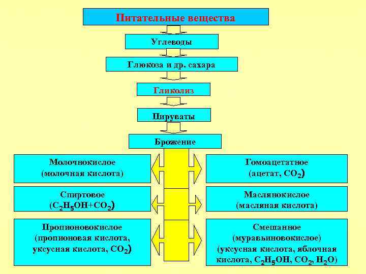 Питательные вещества Углеводы Глюкоза и др. сахара Гликолиз Пируваты Брожение Молочнокислое (молочная кислота) Гомоацетатное