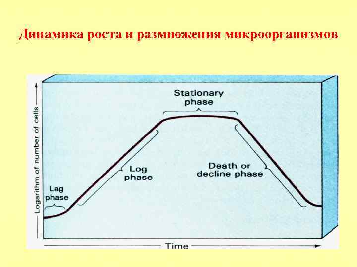 Динамика роста и размножения микроорганизмов 