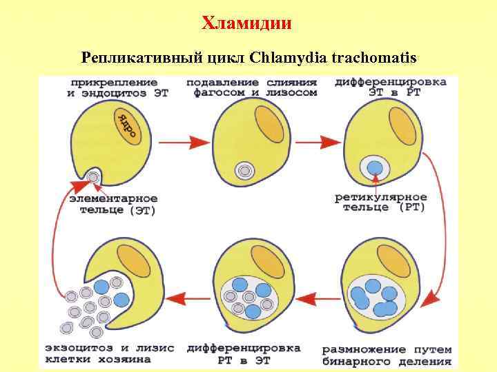 Хламидии Репликативный цикл Chlamydia trachomatis 