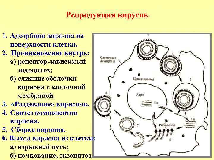 Выполните рисунки различных форм вирионов