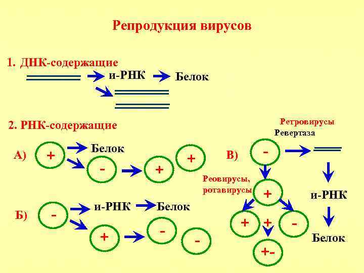Геномные рнк. Этапы репродукции ДНК- И РНК-содержащих вирусов.. Этапы репродукции ДНК вирусов. Репликативный цикл развития РНК-содержащих вирусов.. Особенности репродукции РНК вирусов.
