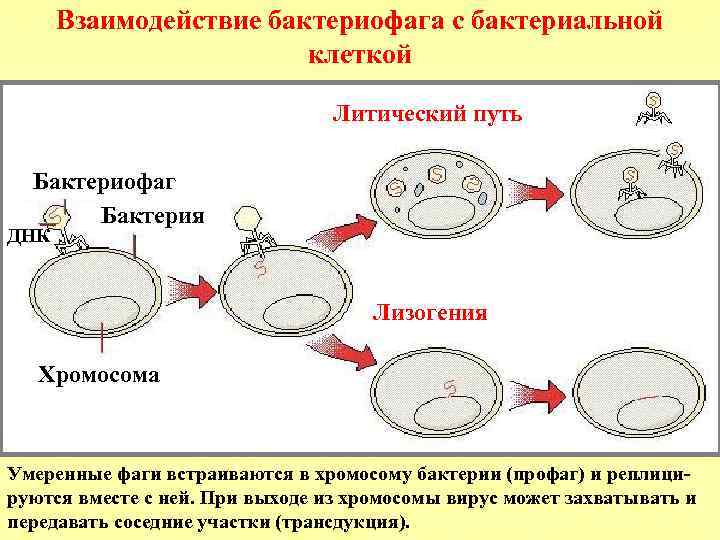 Лизогенный цикл. Этапы взаимодействия вируса и клетки схема. Схема взаимодействия бактериофага с бактериальной клеткой. Взаимодействие фага с клеткой микробиология. Жизненный цикл бактериофага схема.